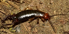 Eulithinus analis