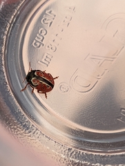 Calligrapha spiraeae