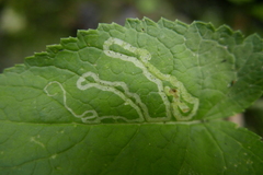 Phytomyza horticola
