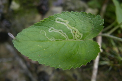Phytomyza horticola