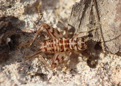 Gryllomorpha