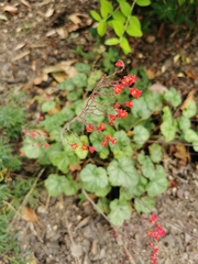 Heuchera sanguinea
