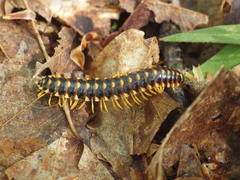 Rudiloria