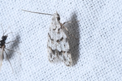 Symmoca signatella