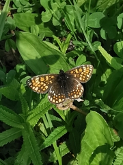 Melitaea menetriesi