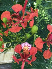 Delonix regia