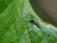 Wyeomyia smithii
