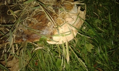 Polyporaceae