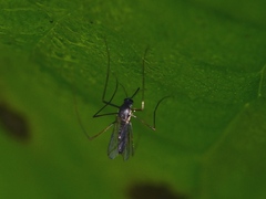Wyeomyia smithii