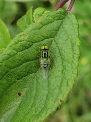 Oxycera trilineata