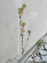 Aphidoidea