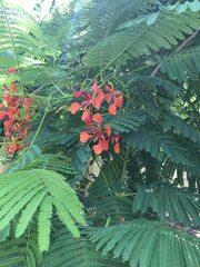Delonix regia
