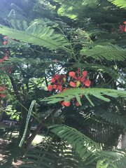 Delonix regia