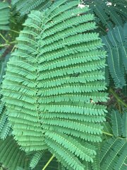 Delonix regia