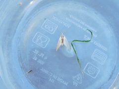 Acentria ephemerella