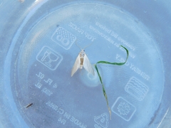 Acentria ephemerella