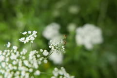 Sphegina sibirica