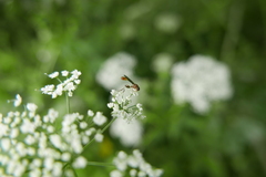 Sphegina sibirica