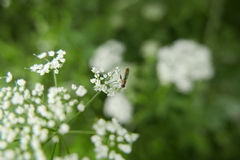 Sphegina sibirica