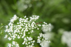 Sphegina sibirica