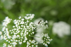 Sphegina sibirica