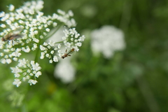 Sphegina sibirica