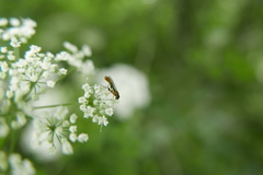 Sphegina sibirica
