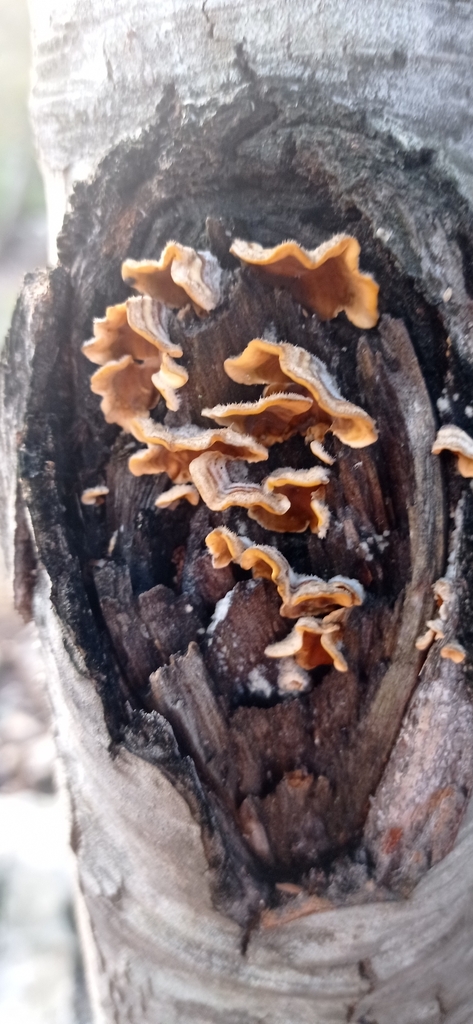 Stereum hirsutum · June 2022 · photo: © capsule_zinc (iNaturalist, cc-by)