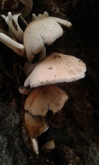 Coprinellus