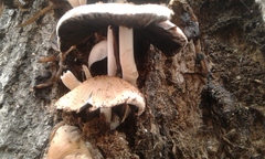 Coprinellus