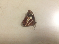 Oxeoschistus tauropolis tauropolis