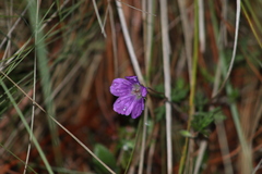 Geranium potentillifolium