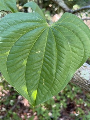 Dioscorea alata