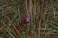 Geranium potentillifolium