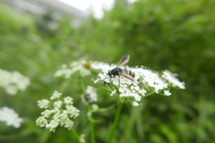 Temnostoma bombylans