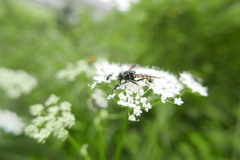 Temnostoma bombylans