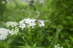 Temnostoma bombylans