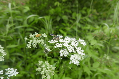 Temnostoma bombylans