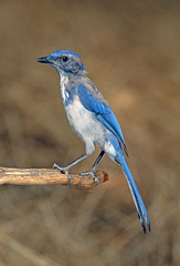 Aphelocoma californica