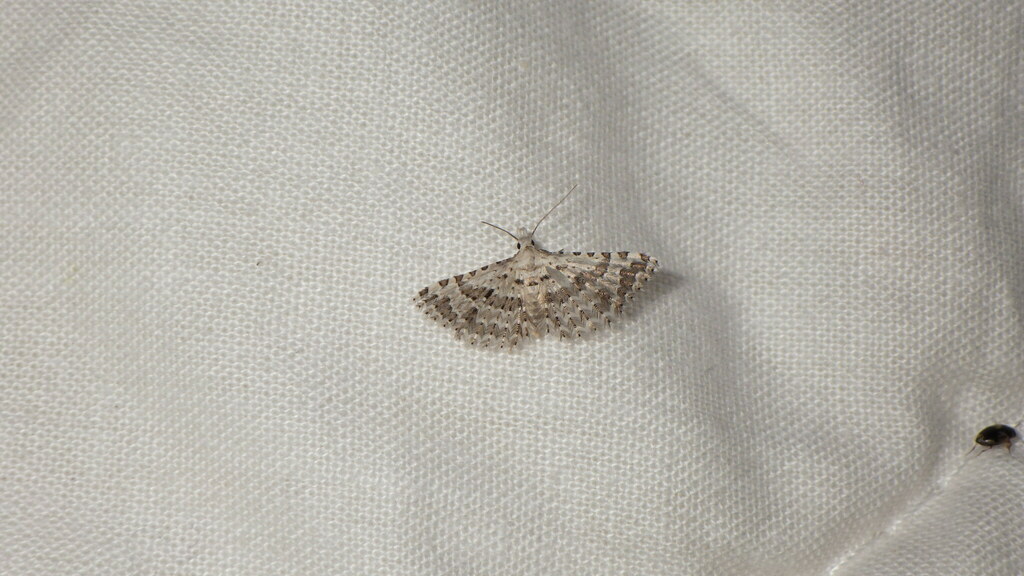Alucita palodactyla