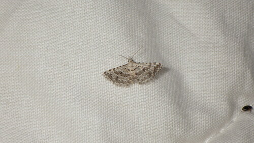 Alucita palodactyla