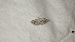 Alucita palodactyla