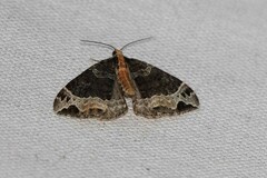 Ecliptopera capitata