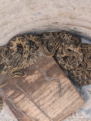 Crotalus mictlantecuhtli