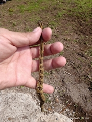 Crotalus mictlantecuhtli