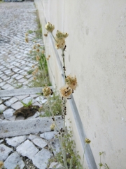 Lasius