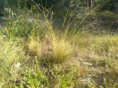 Stipa juncea