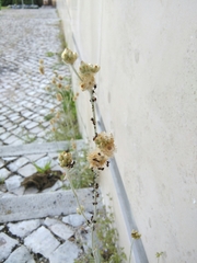 Lasius