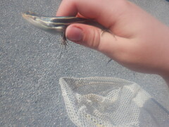 Plestiodon inexpectatus