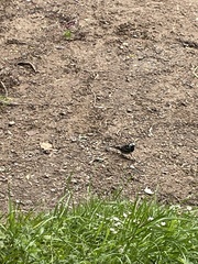 Motacilla alba yarrellii